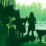 Cuidado y manejo del caballo