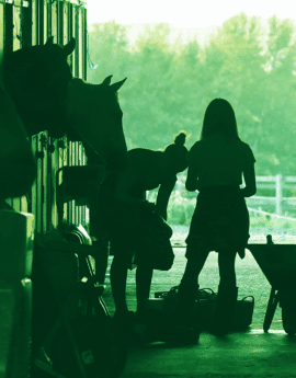 Cuidado y manejo del caballo