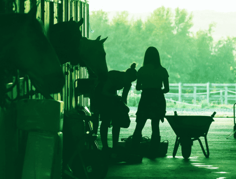 Cuidado y manejo del caballo