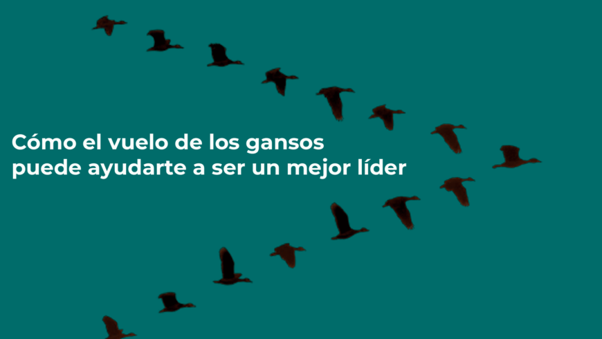 Cómo el vuelo de los gansos puede ayudarte a ser un mejor líder