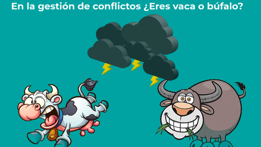 En la gestión de conflictos ¿Eres vaca o búfalo?