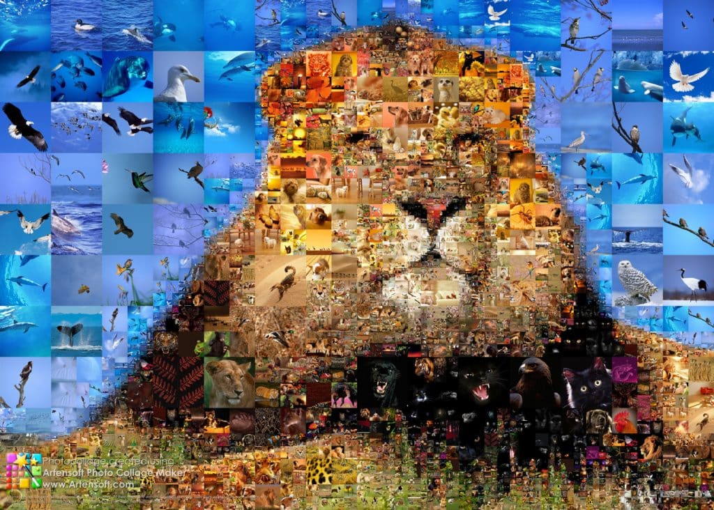 Con qué animal te identificas