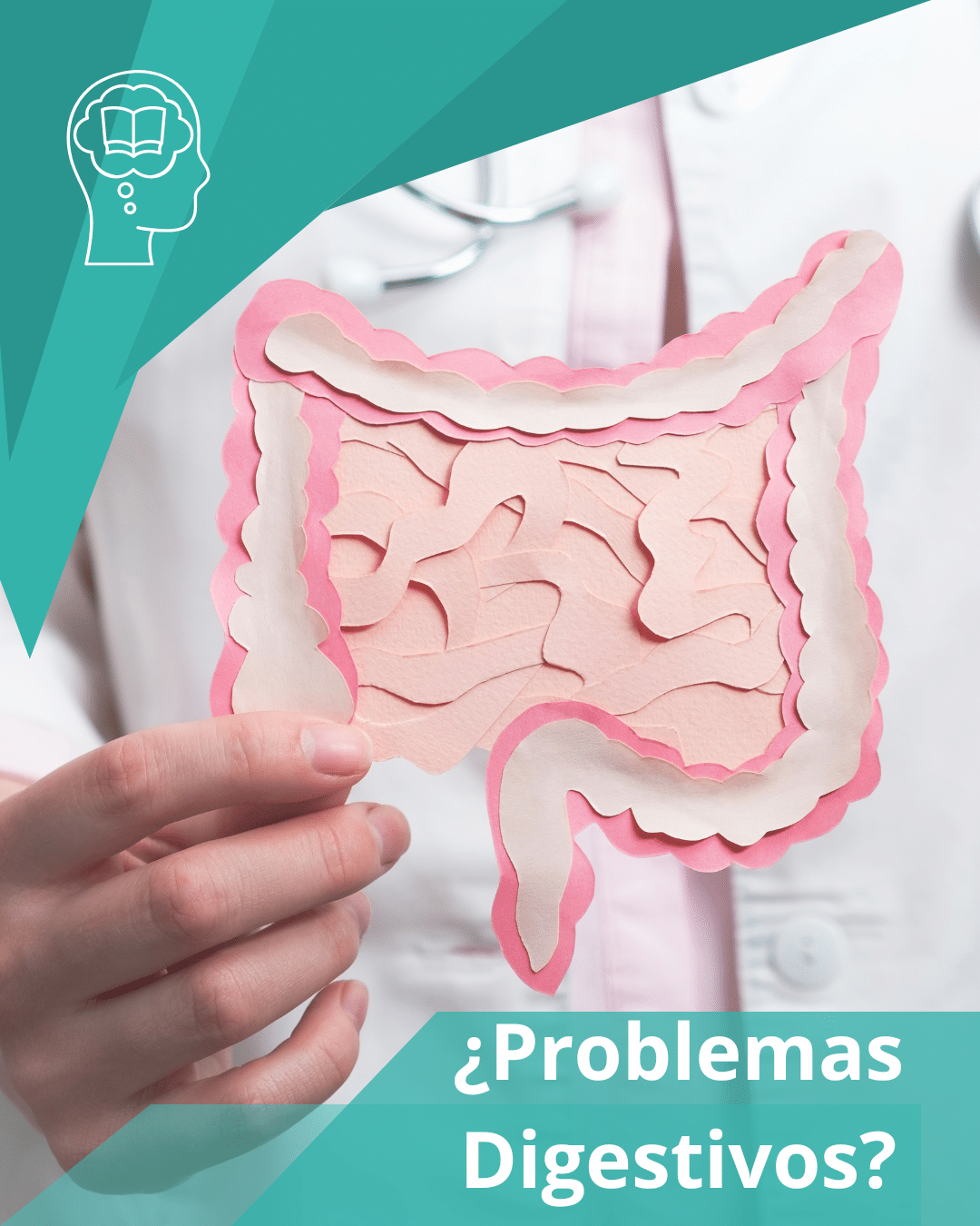 Desentrañando la anatomía digestiva