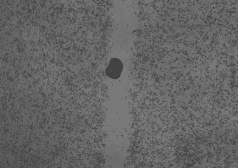 anthrobot en Imagen de tejido neuronal en cultivo