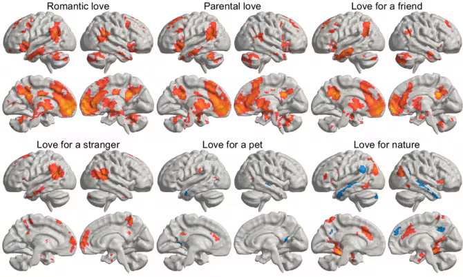 Imagenes cerebro en los 6 tipos de amor